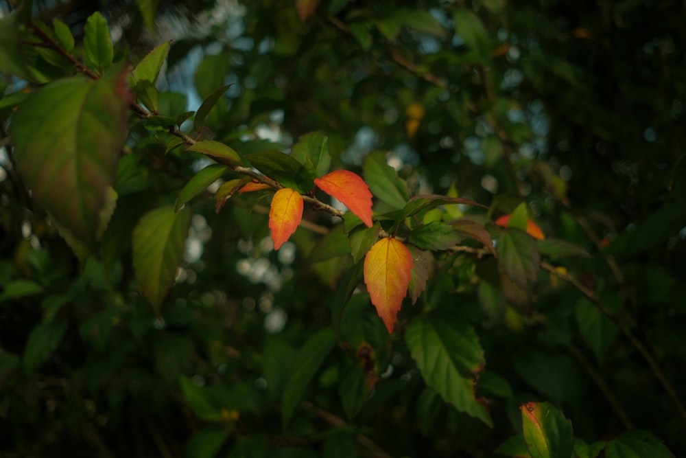 a close up of some leaves on a tree