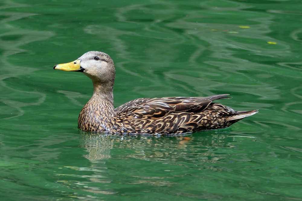 a duck floating on top of a body of water