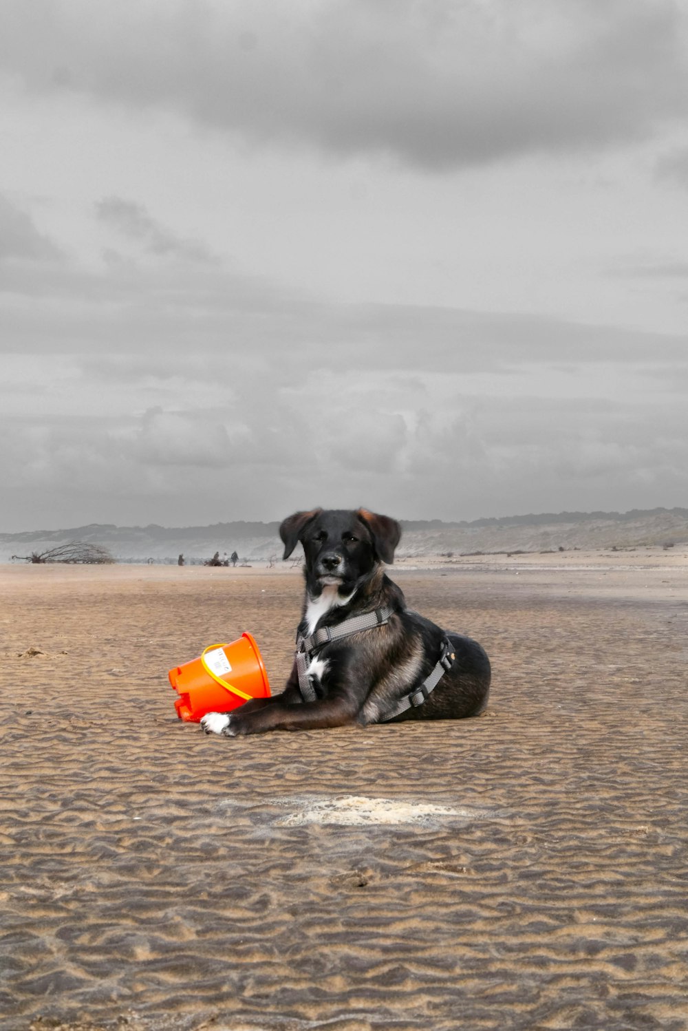 a dog sitting on the beach with an orange cone