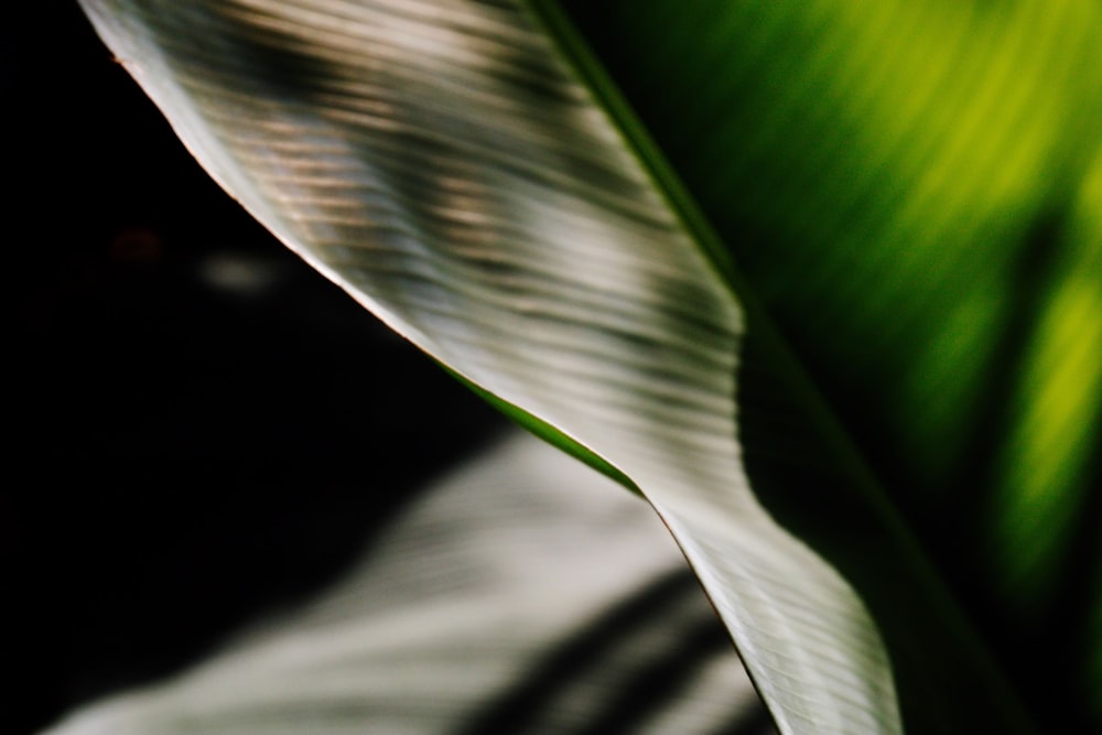 a close up view of a green leaf