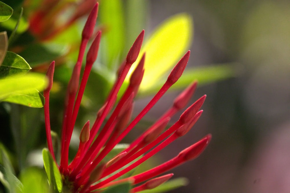 a close up of a red flower with green leaves