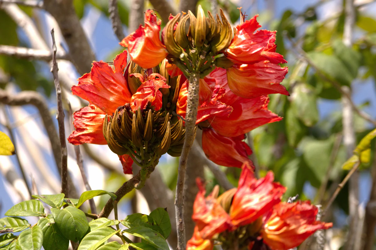 African Tulip Tree Spathodea Orange Flowers India Invasive Warning — PlantCare
