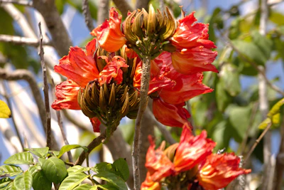 African Tulip Tree Spathodea Orange Flowers India Invasive Warning — PlantCare