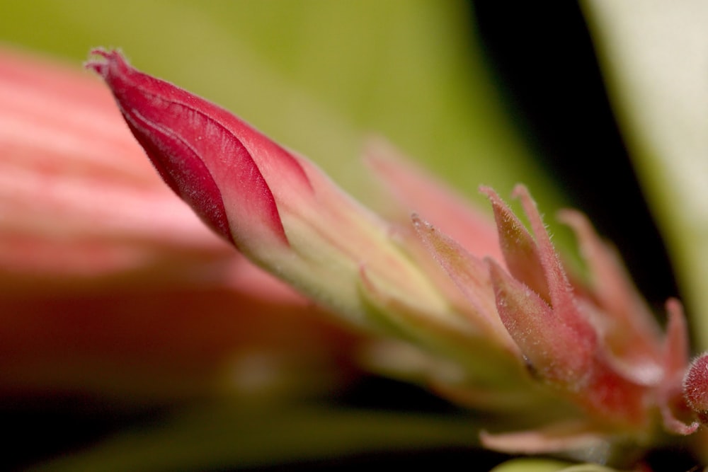 a close up of a flower with a blurry background