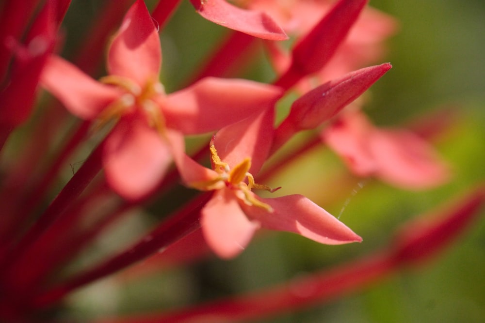 a close up of a flower with red petals