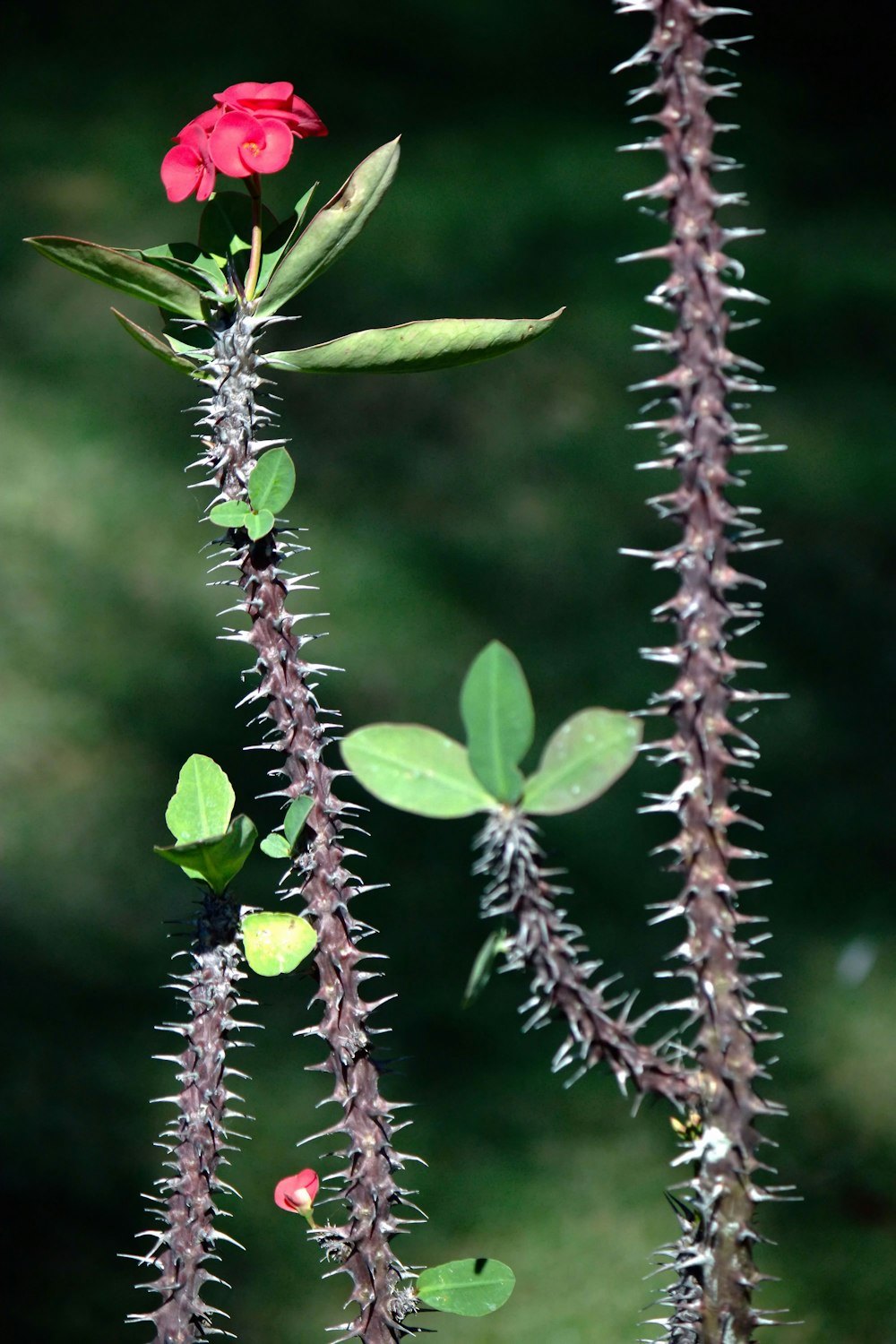 un primo piano di un fiore su una pianta