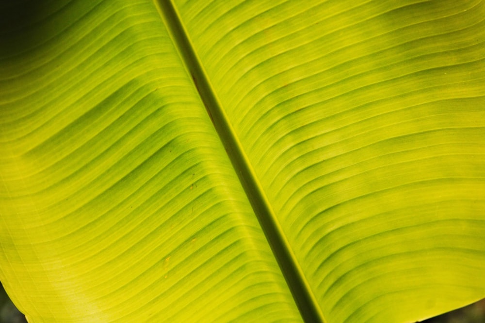 a close up of a large green leaf