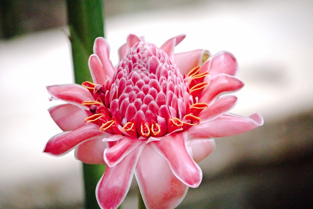 a close up of a pink flower on a stem