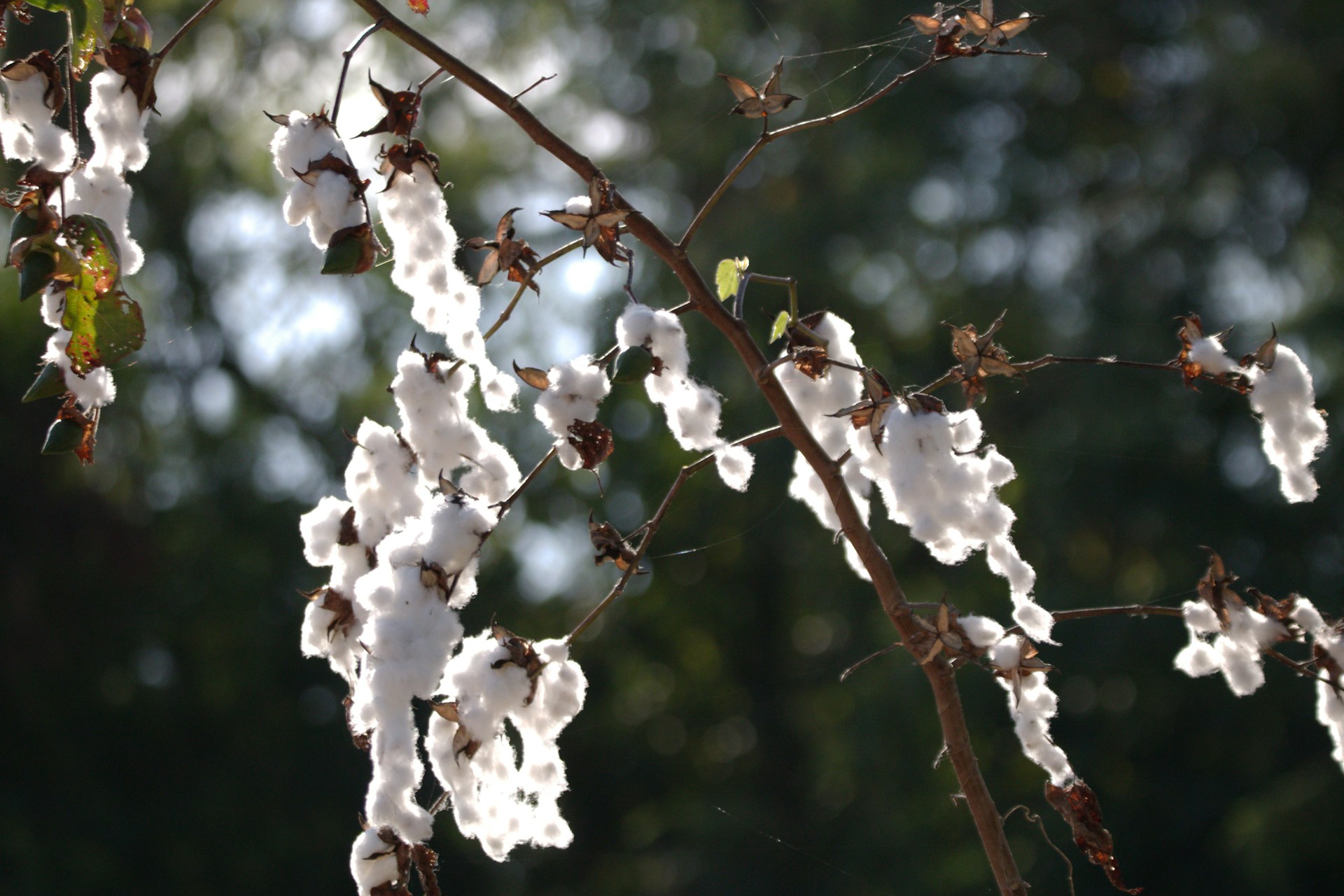 a close up of a tree with white flowers