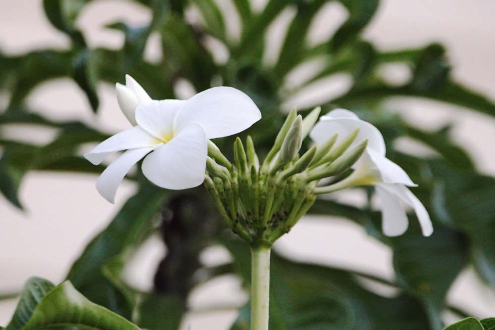 a close up of a plant with white flowers