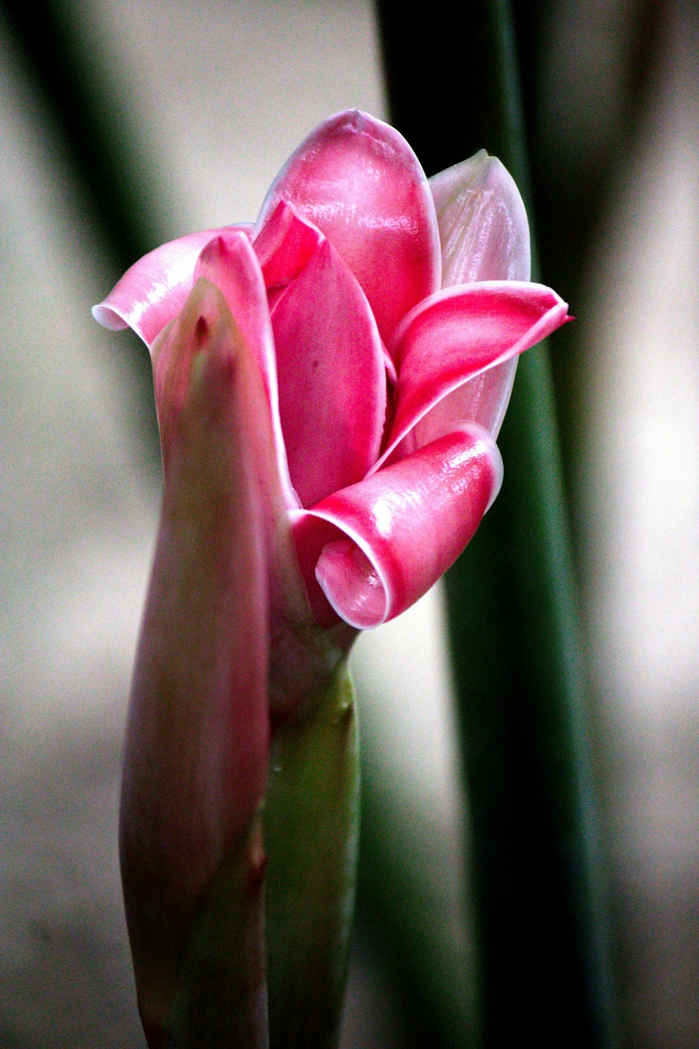 a close up of a pink flower on a stem