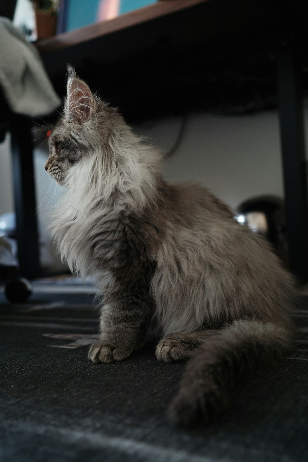 a fluffy cat sitting on the floor next to a computer desk