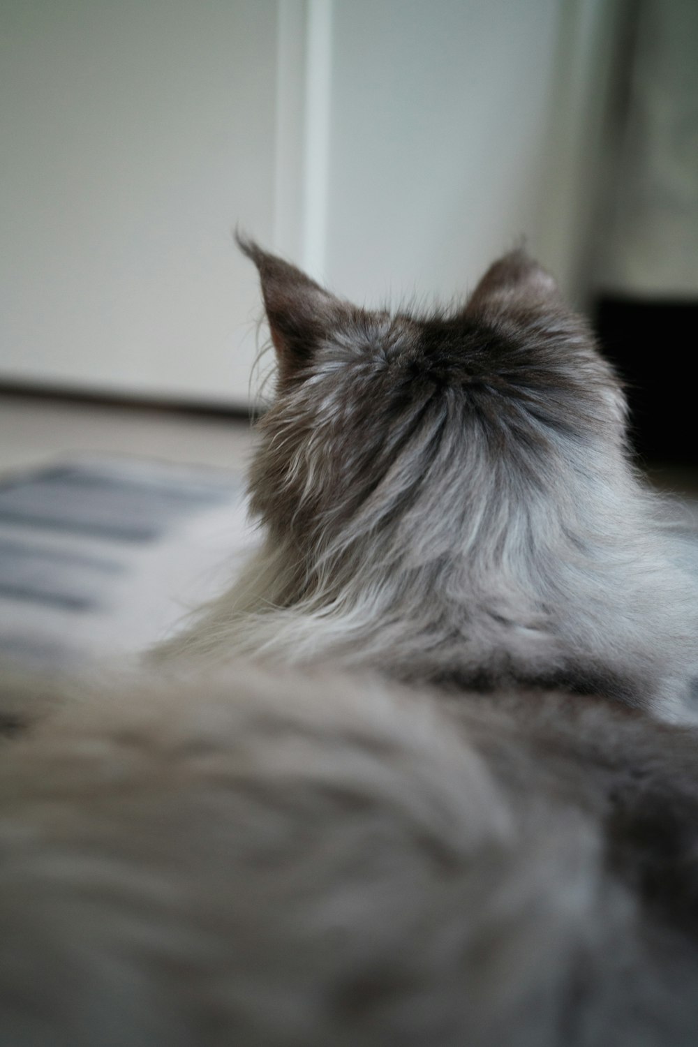 a close up of a cat laying on the floor