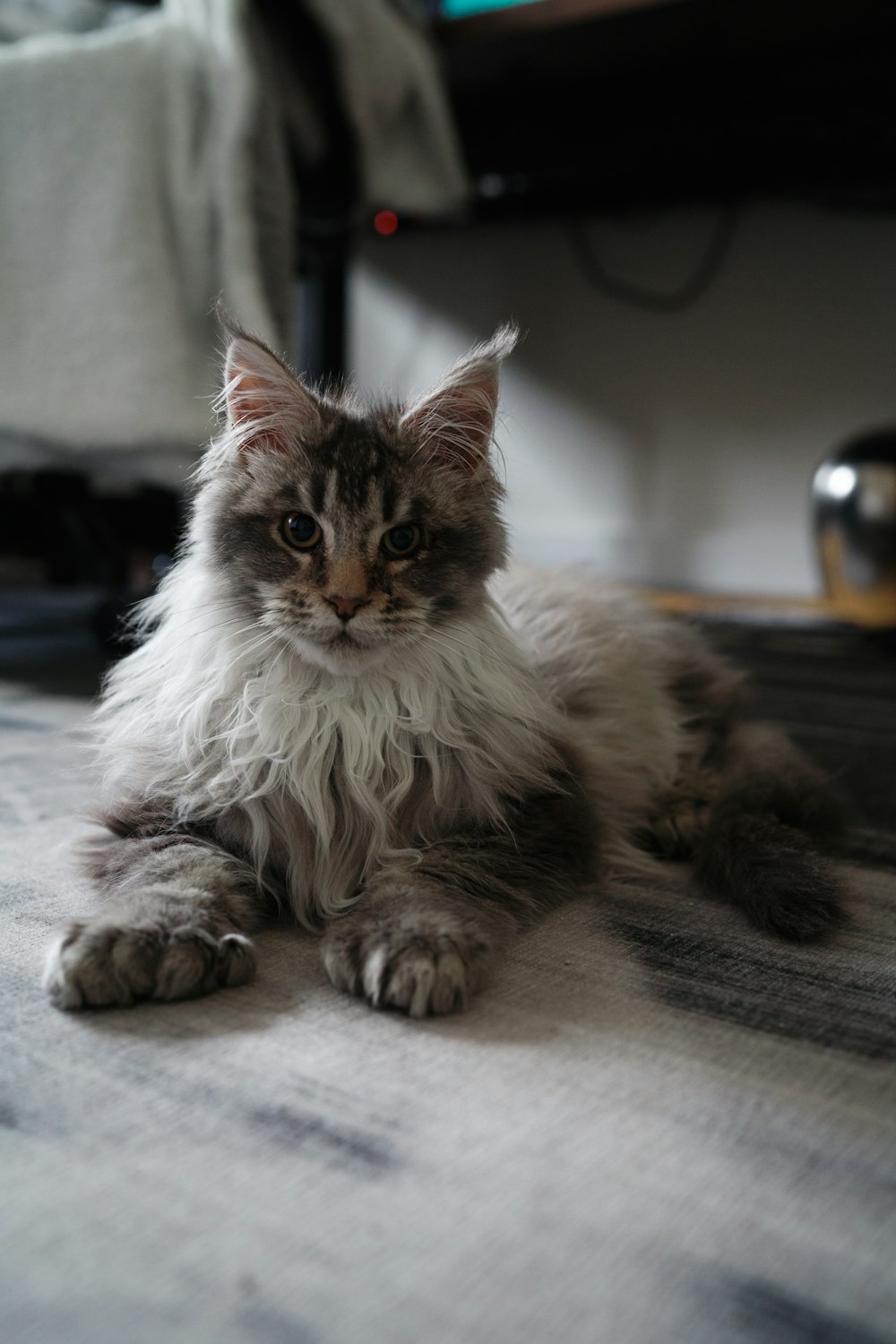 a cat laying on the floor in front of a tv