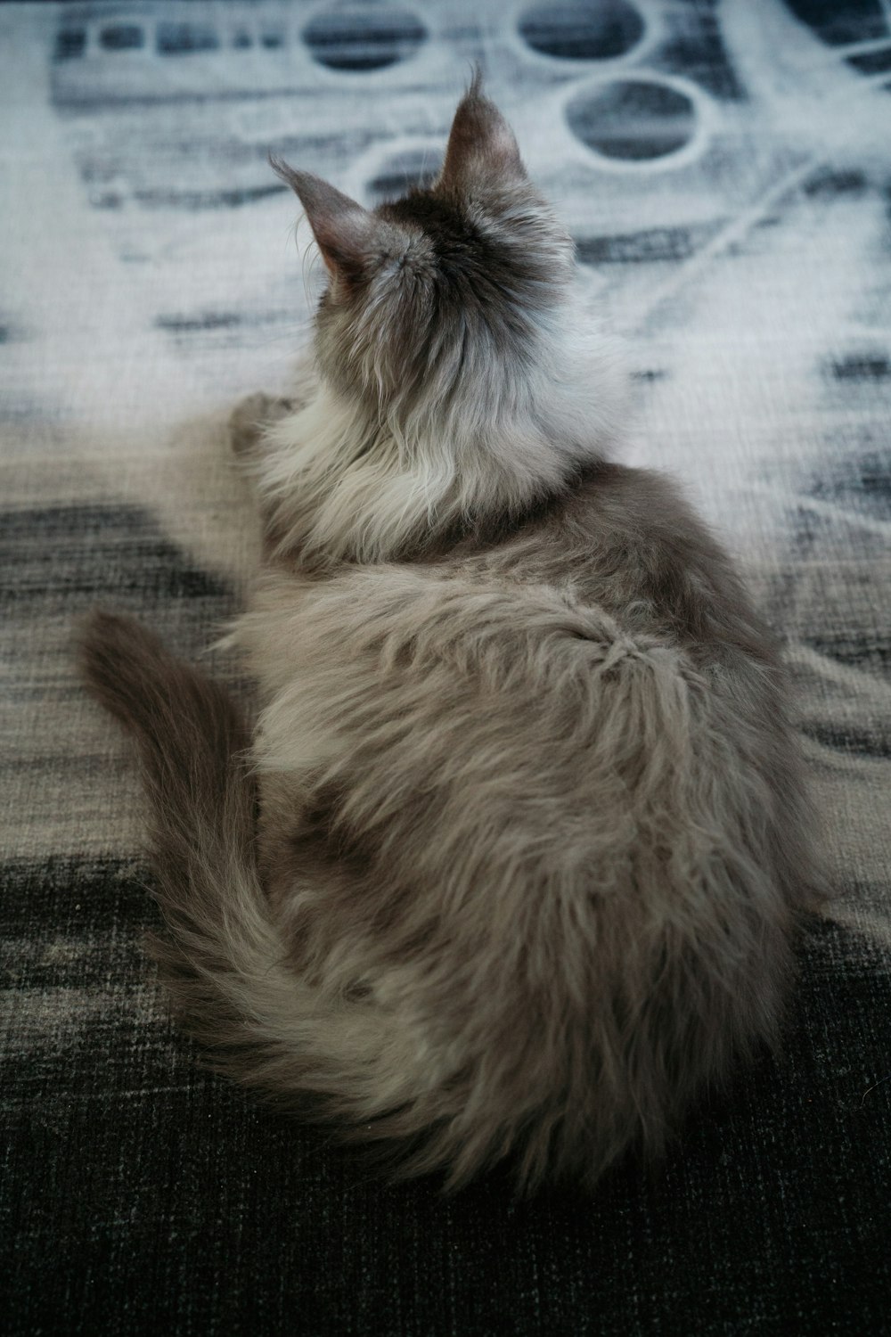 a fluffy cat sitting on top of a bed