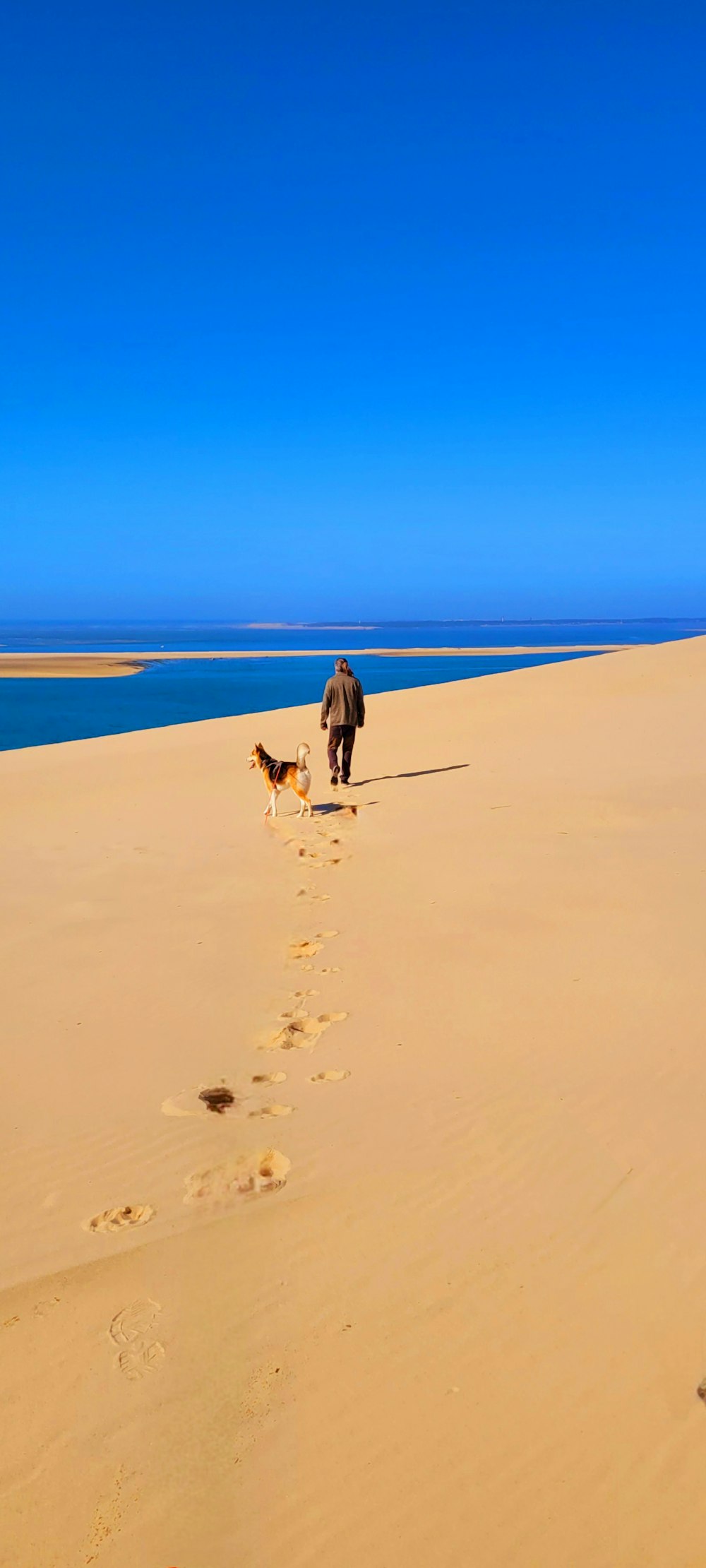 a person walking on a beach with a dog