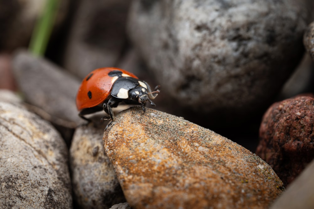 a lady bug sitting on top of a rock