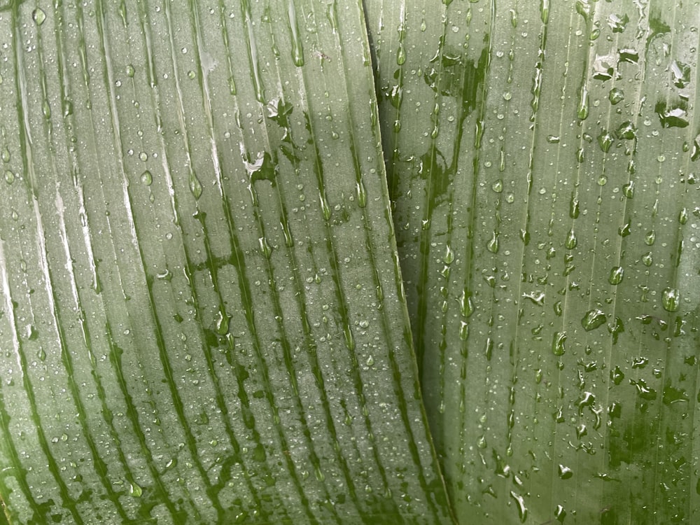 a close up of a green leaf with drops of water on it