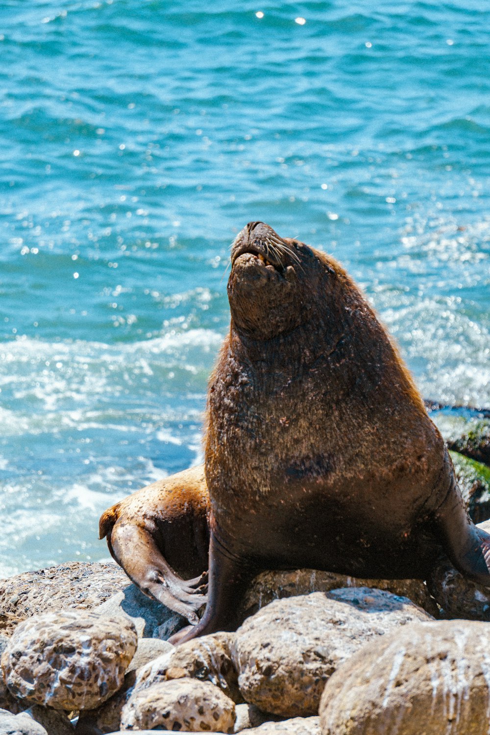 a seal sitting on a rock next to the ocean