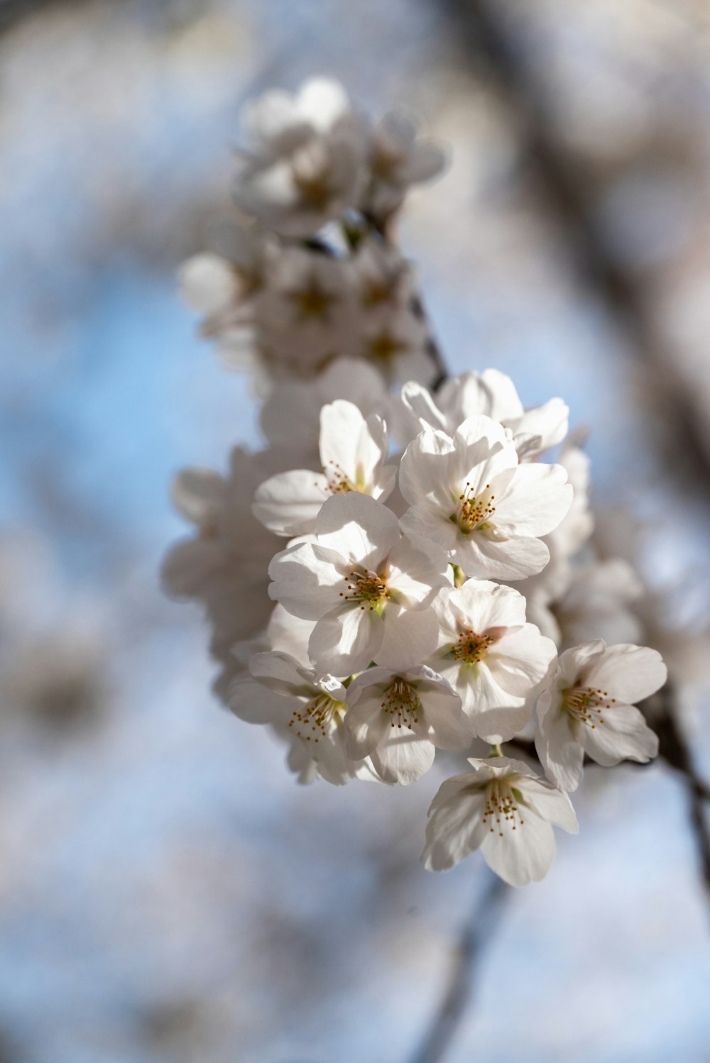 a close up of a flower on a tree branch