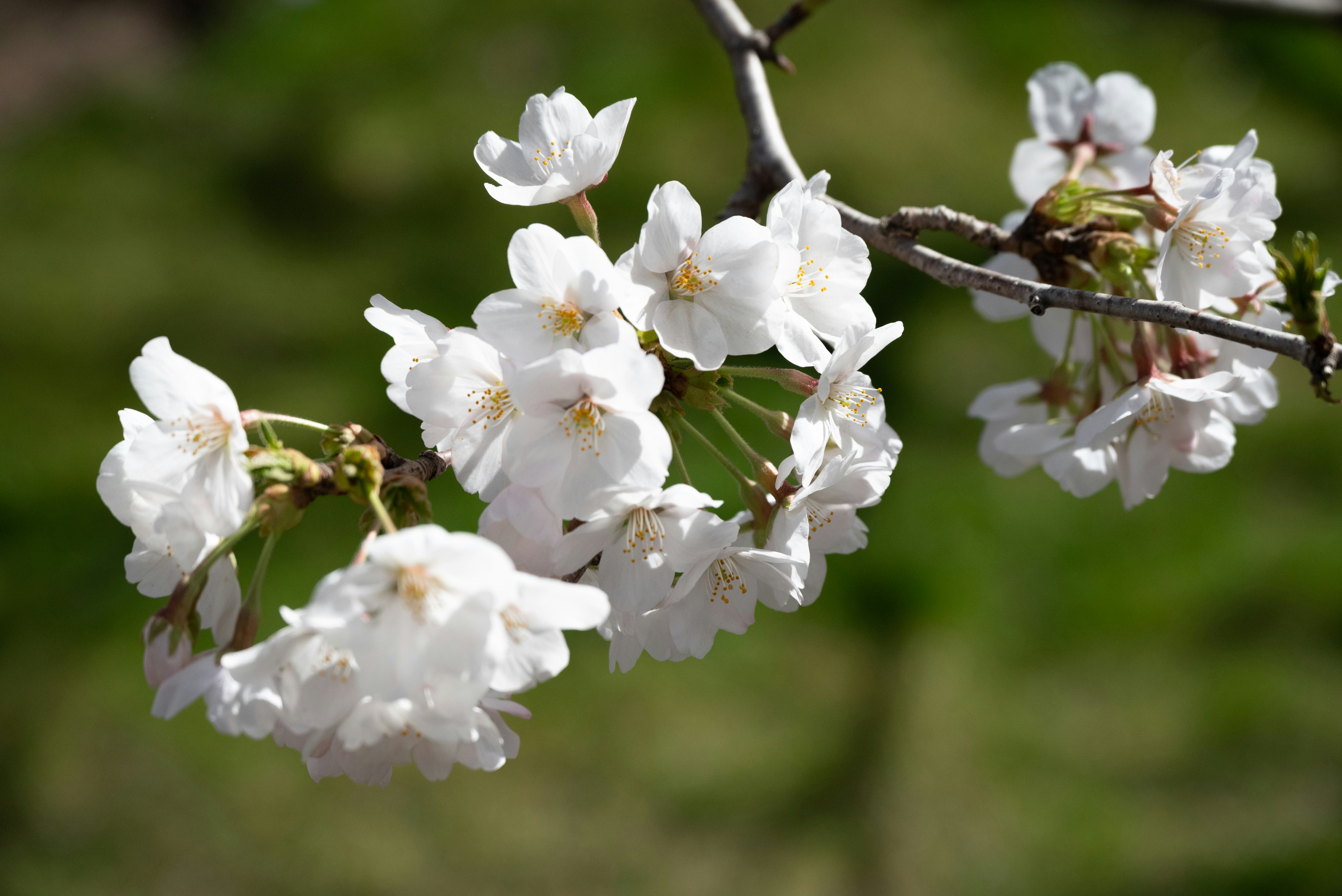 Photo by nikol_royce