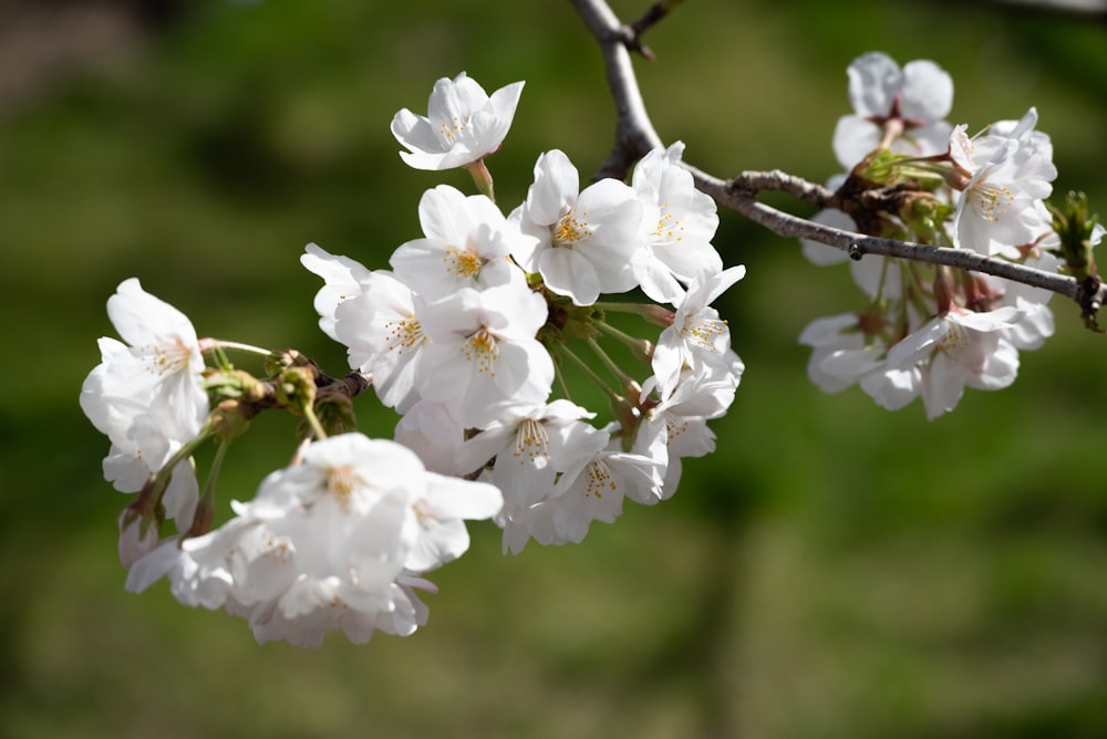 a branch of a tree with white flowers