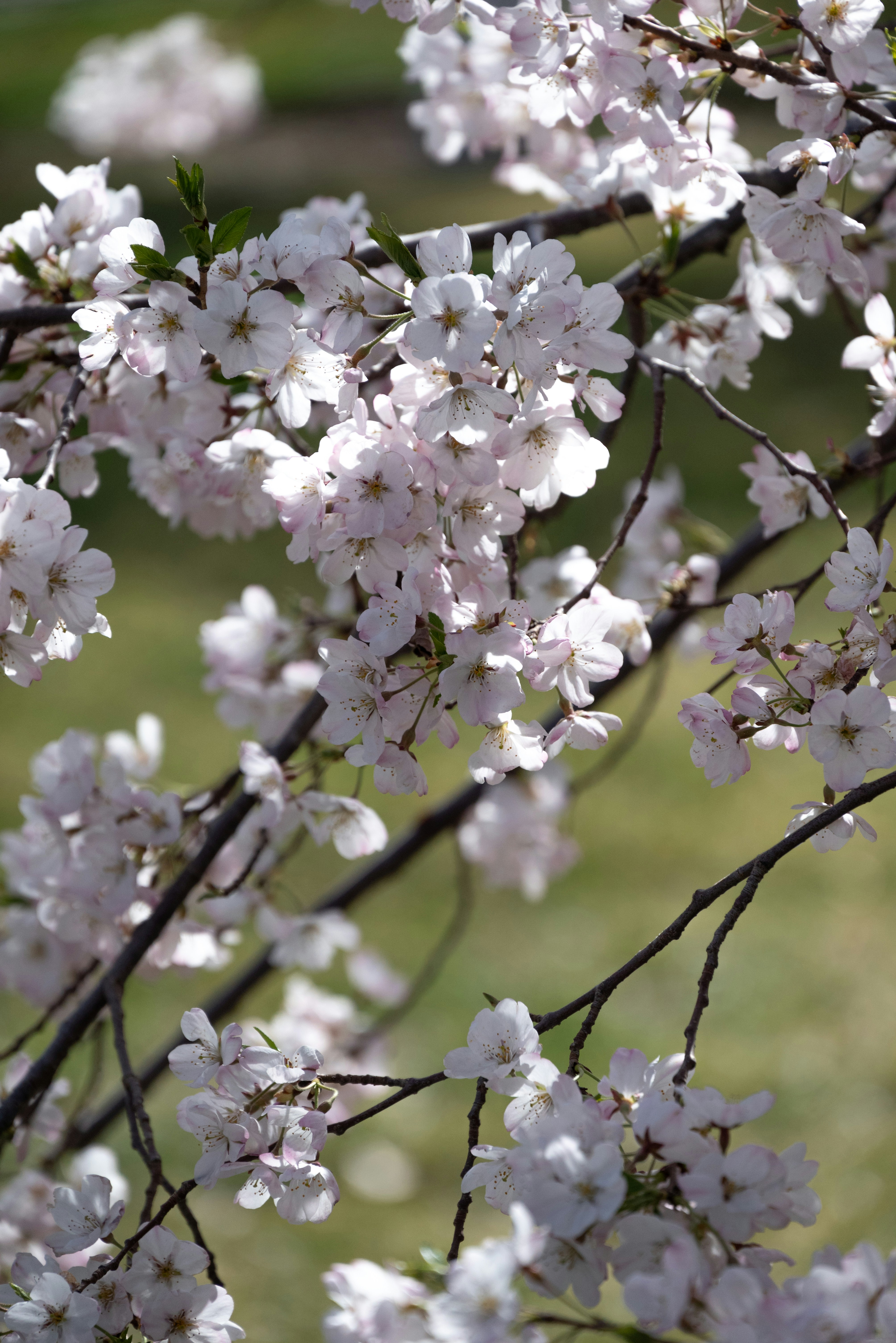 Photo by nikol_royce