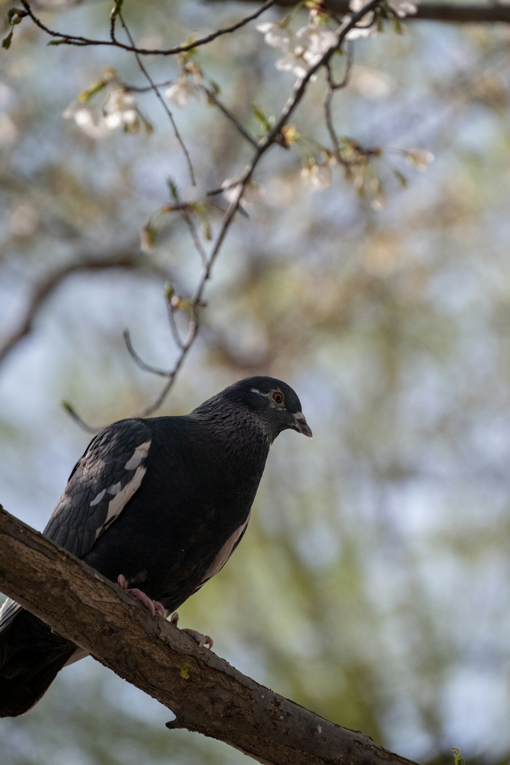 a bird perched on a branch of a tree