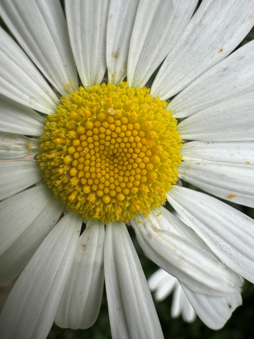 a close up of a white and yellow flower