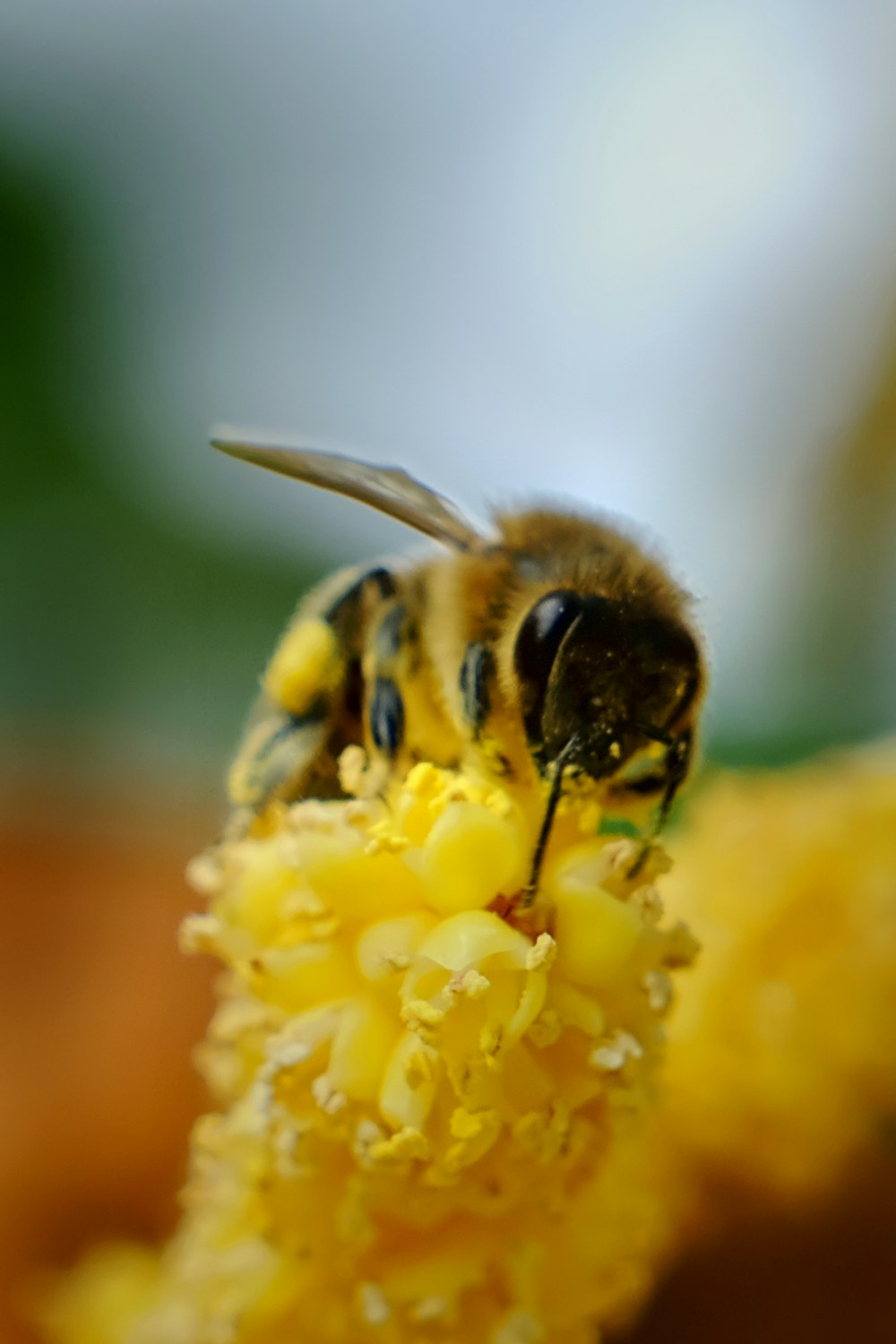 a close up of a bee on a flower