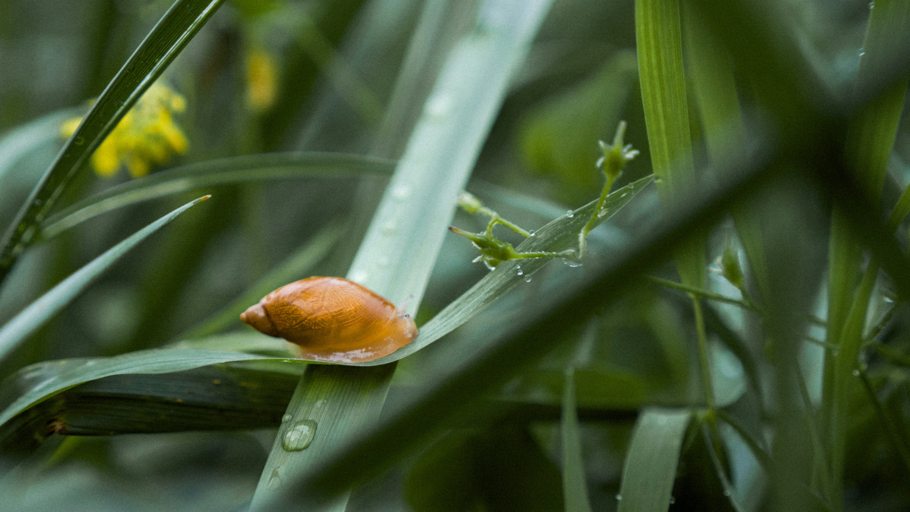 a small orange mushroom sitting on top of a green leaf