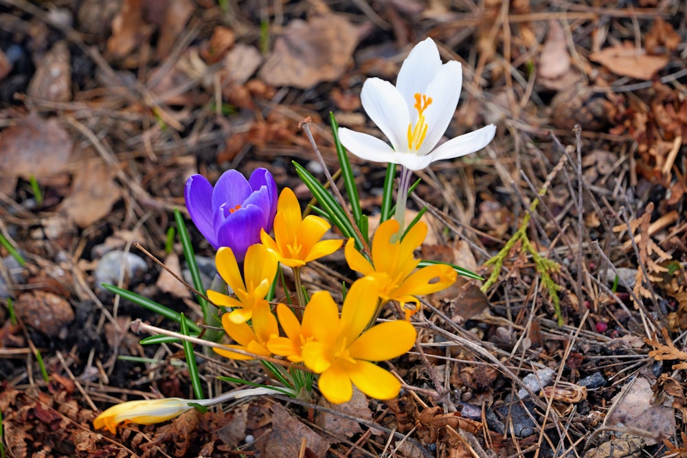 a couple of flowers that are in the dirt