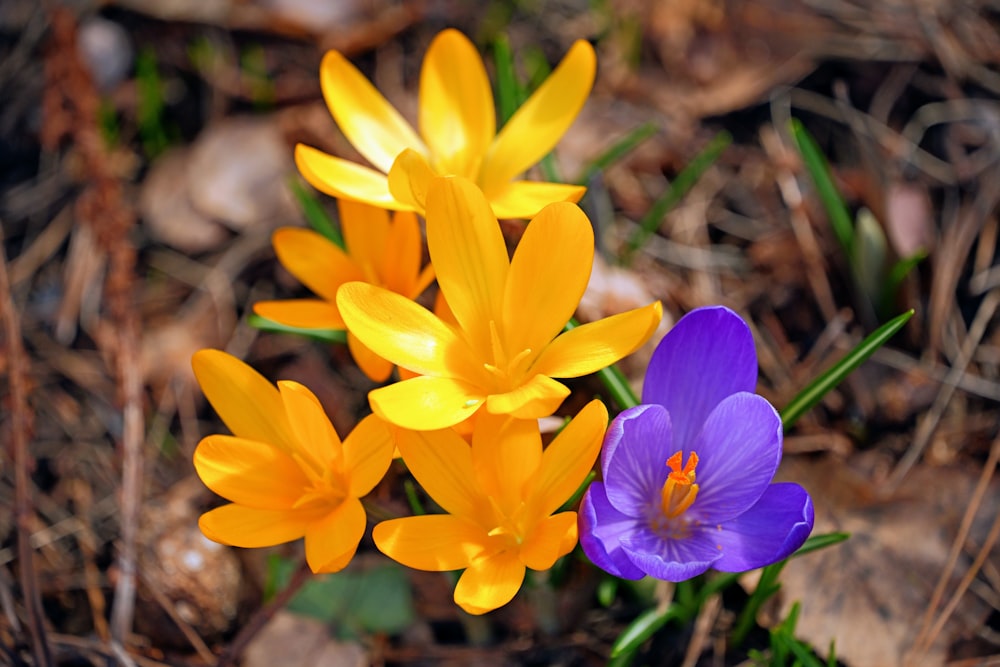 a couple of flowers that are in the grass