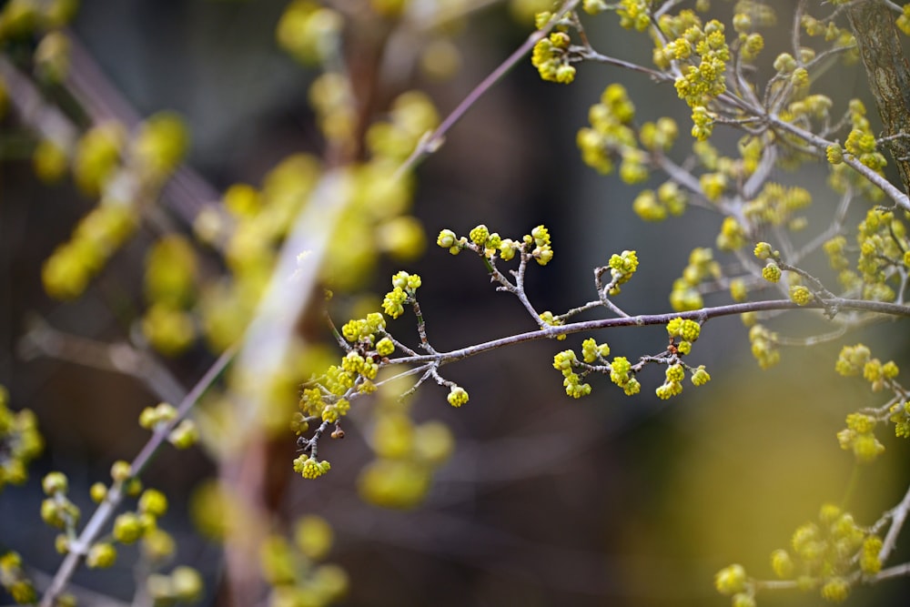 a close up of a tree with yellow flowers