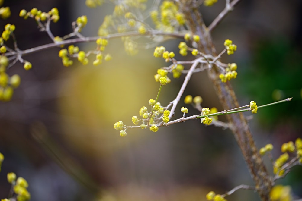 a close up of a small tree with yellow flowers