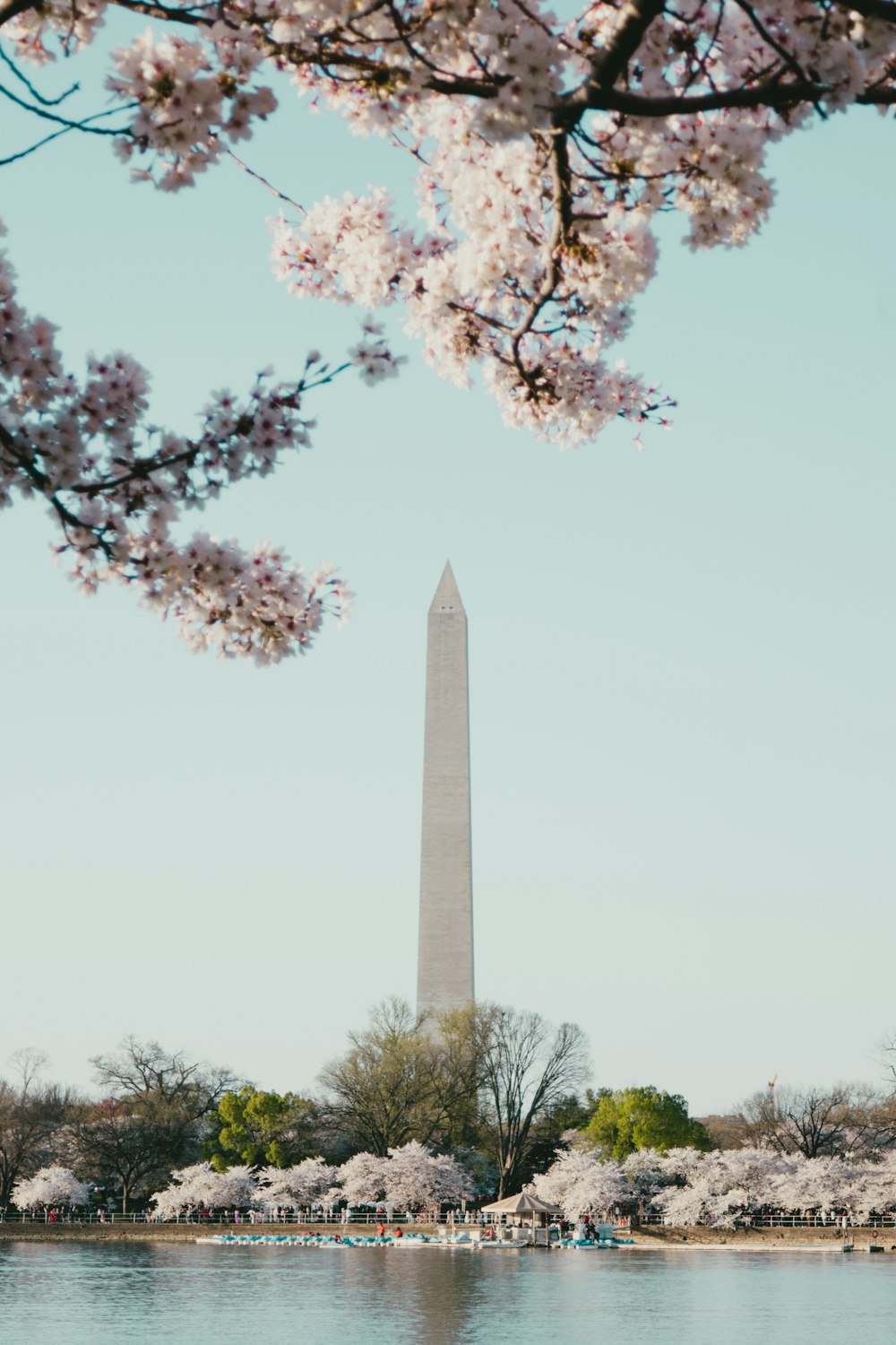 the washington monument and cherry blossom trees in washington dc