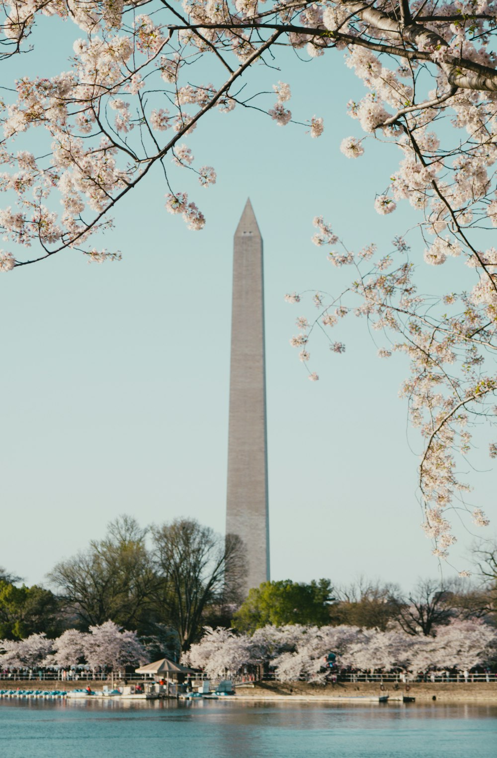 the washington monument is surrounded by cherry blossoms