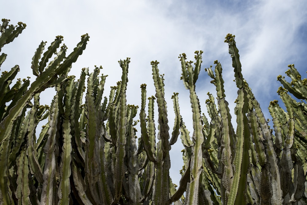 a large group of cactus plants with sky in the background