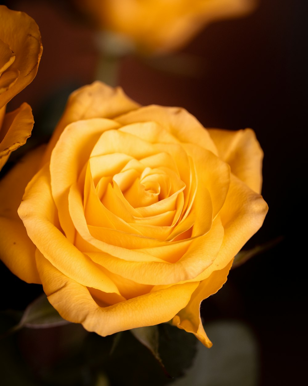 a close up of a yellow rose on a black background