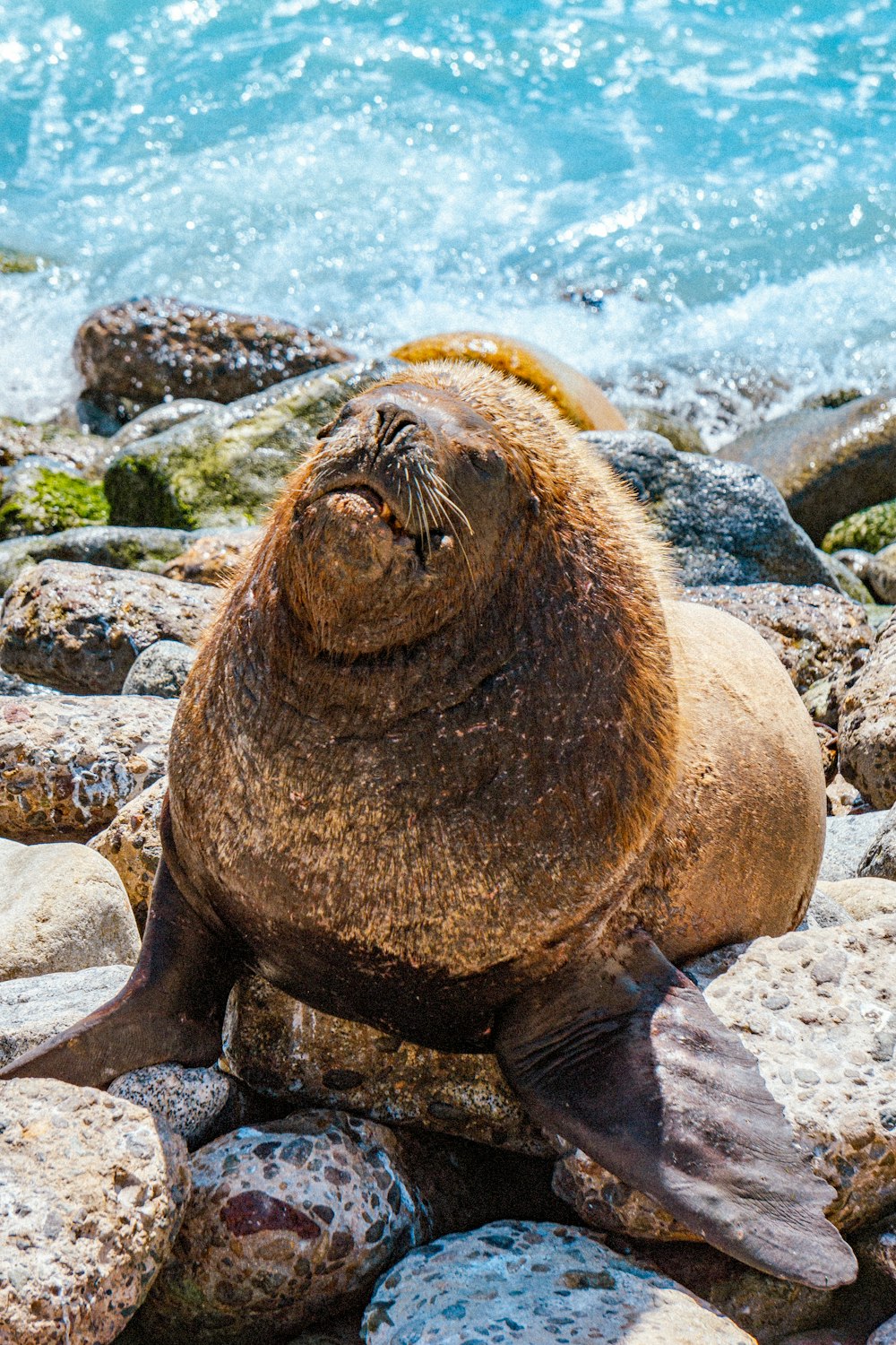 a sea lion laying on some rocks by the water