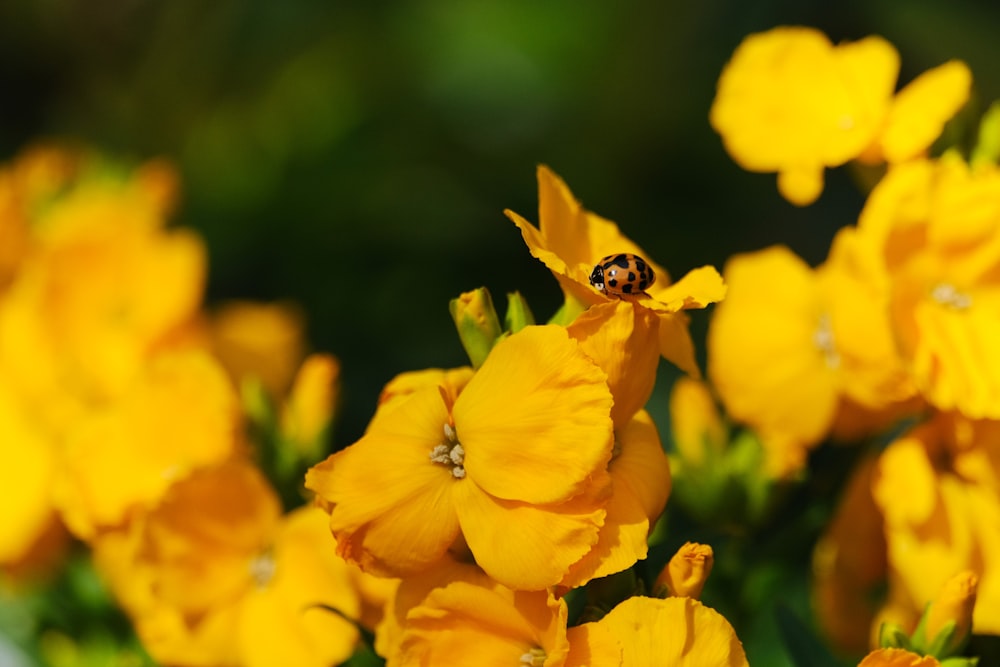 a bunch of yellow flowers with a lady bug on them