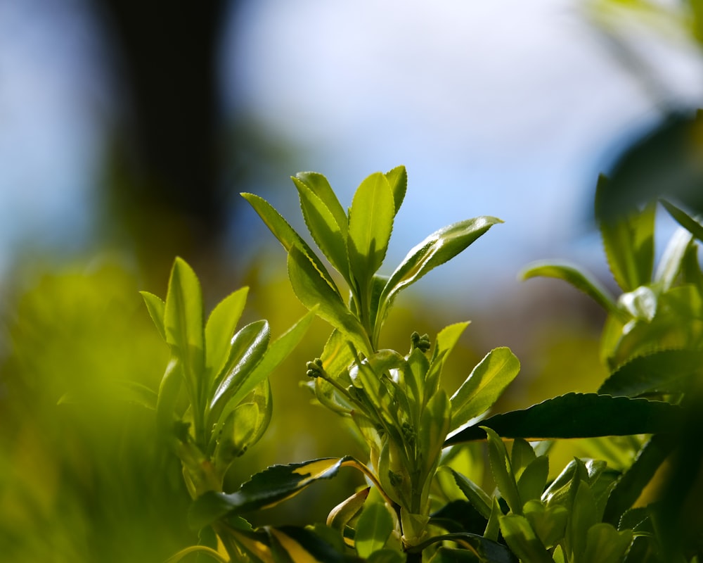 a close up of a green plant with leaves