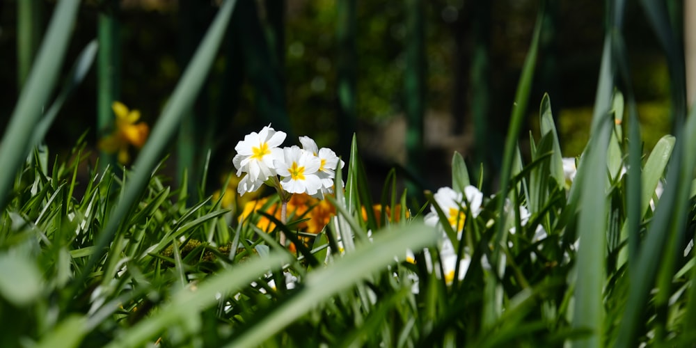 a bunch of flowers that are in the grass