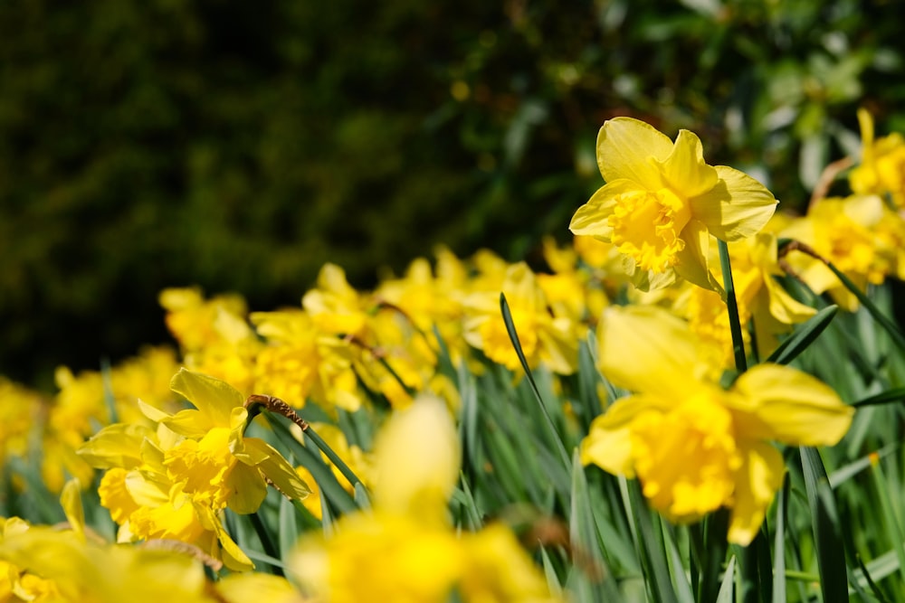 a field full of yellow flowers next to a forest