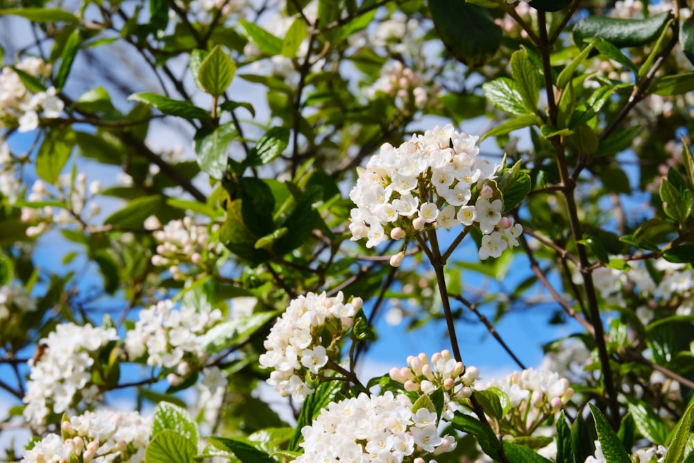 a tree with white flowers and green leaves