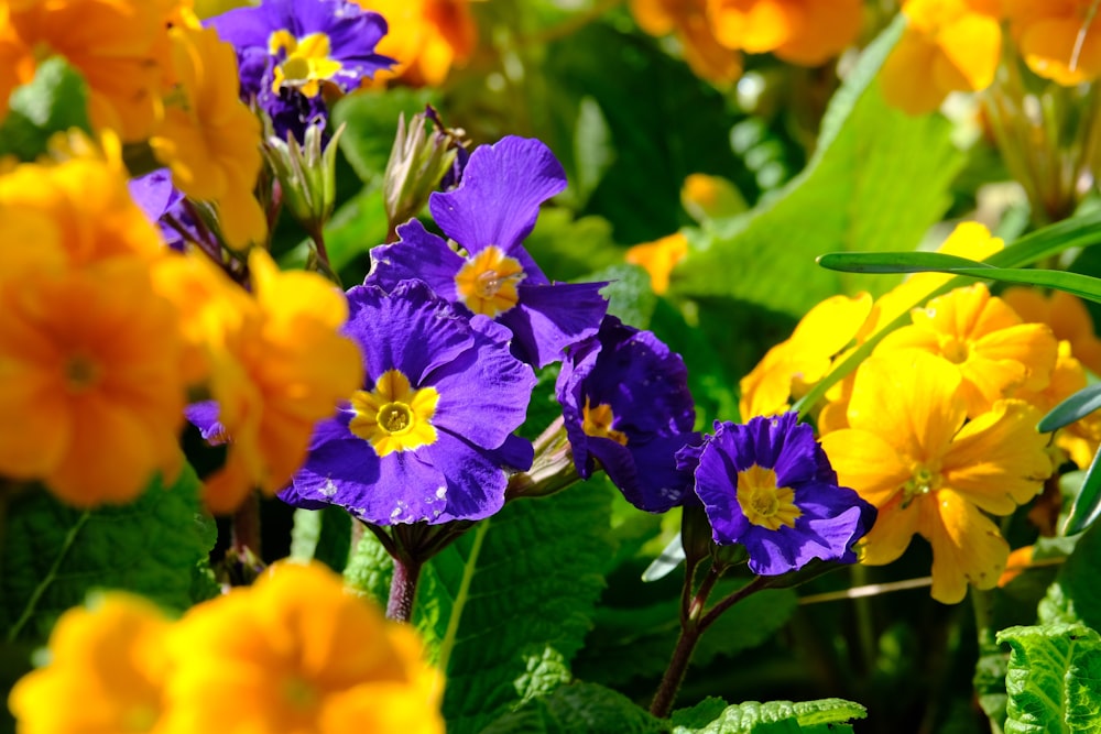 a bunch of flowers that are in the grass