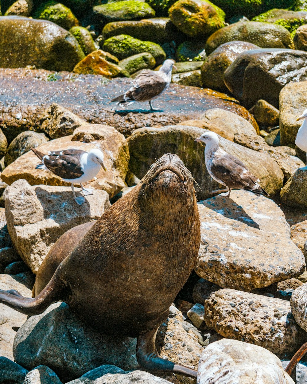 a sea lion sitting on top of a pile of rocks