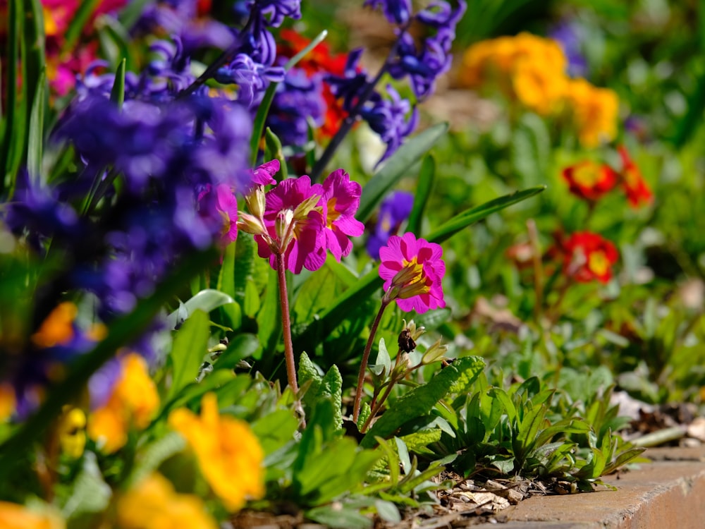 a bunch of flowers that are in the grass