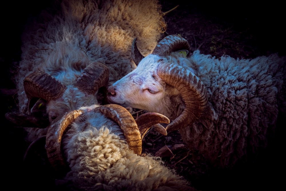 a couple of sheep laying next to each other