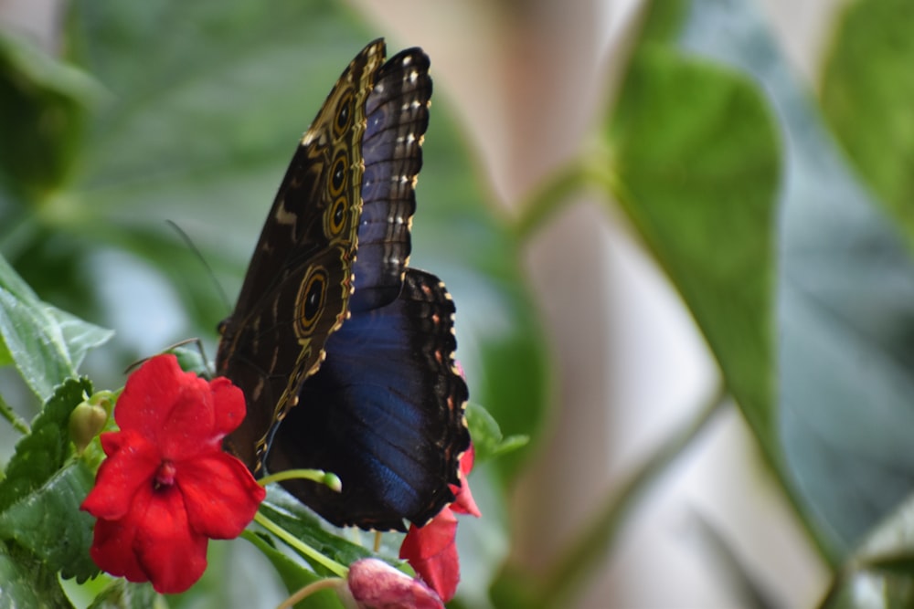 a butterfly sitting on top of a red flower